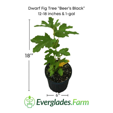 Dwarf Fig Tree